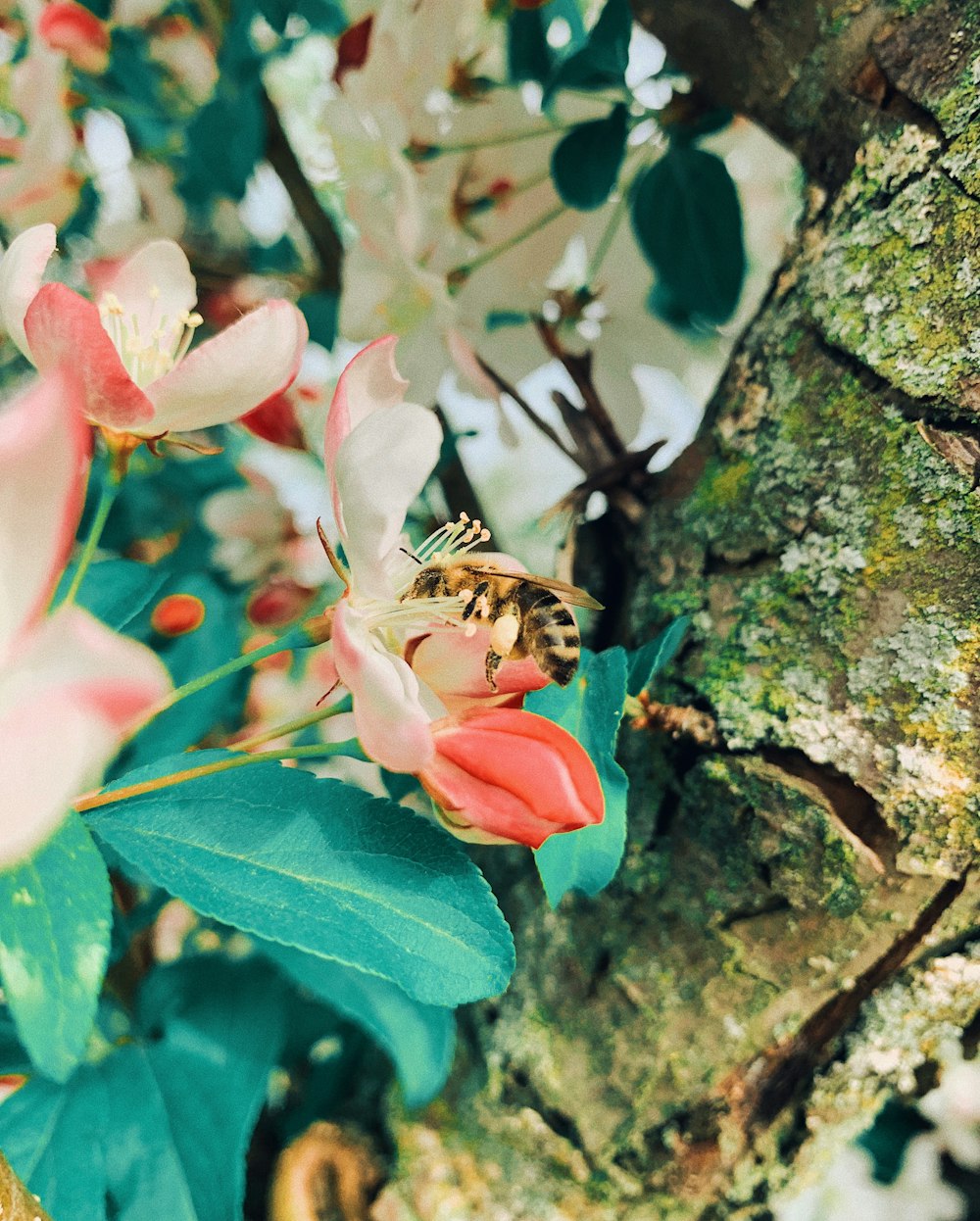 白とピンクの花にミツバチの浅い焦点の写真