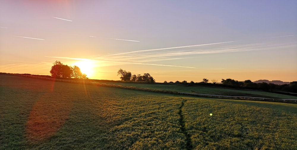 green-leafed tree field