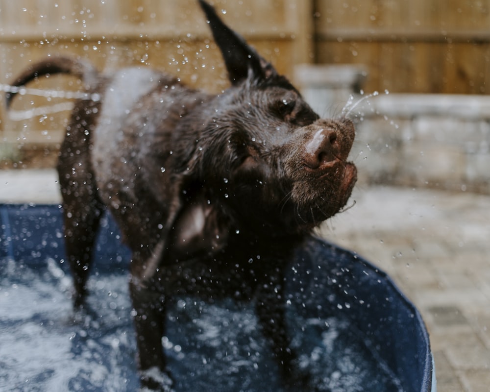 dog in blue plastic water container