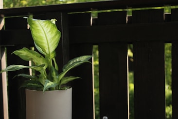 A leafy green plant is placed in a simple gray pot on a wooden balcony. The background features a dark wooden railing and hints of greenery, suggesting a natural setting.
