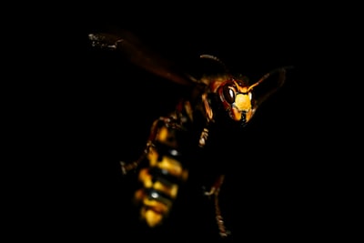 bee in mid air detailed teams background