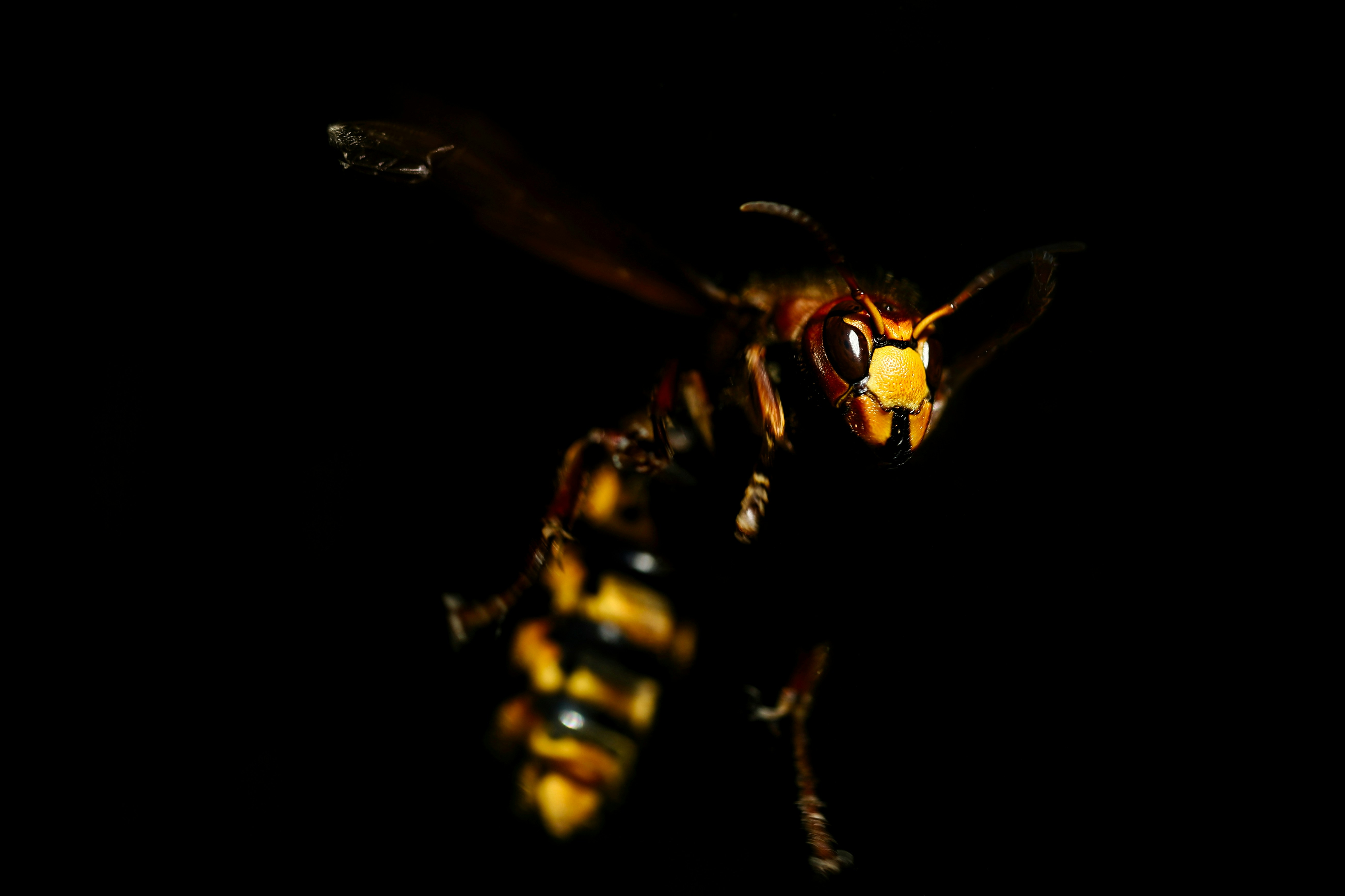 honey