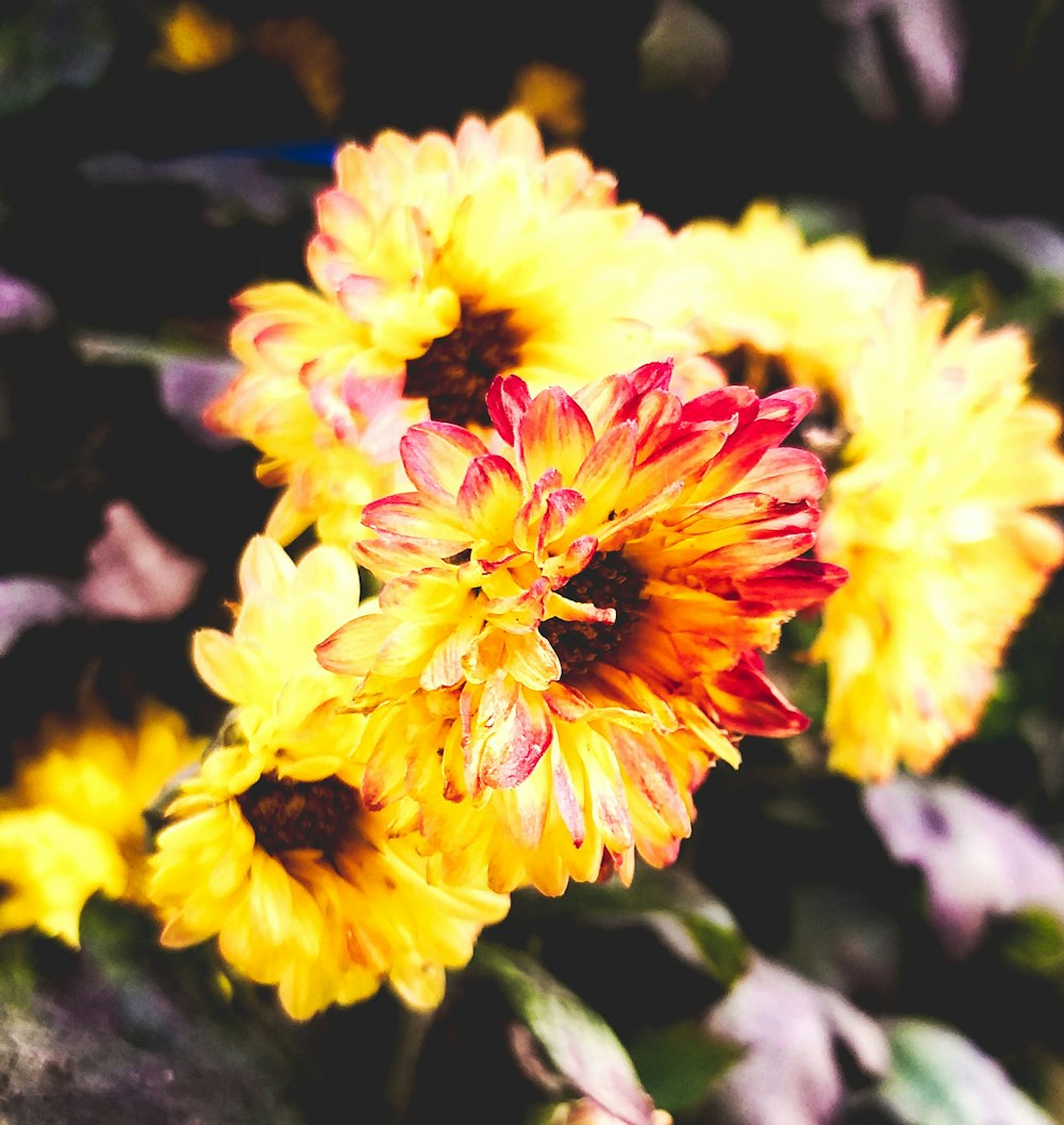 yellow-petaled flowers