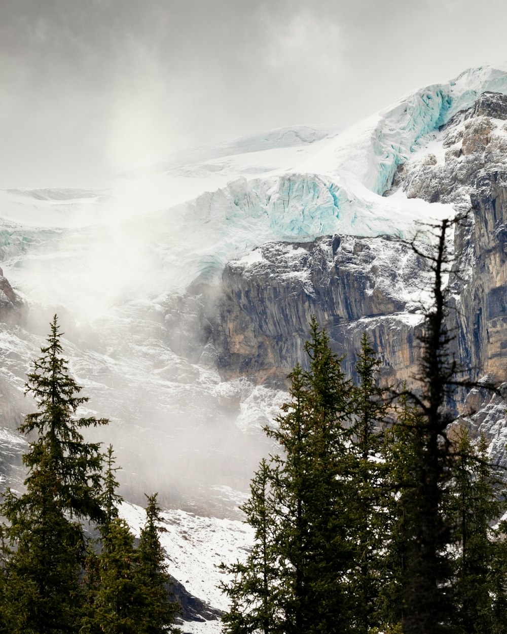 green pine tree beside white snowfield