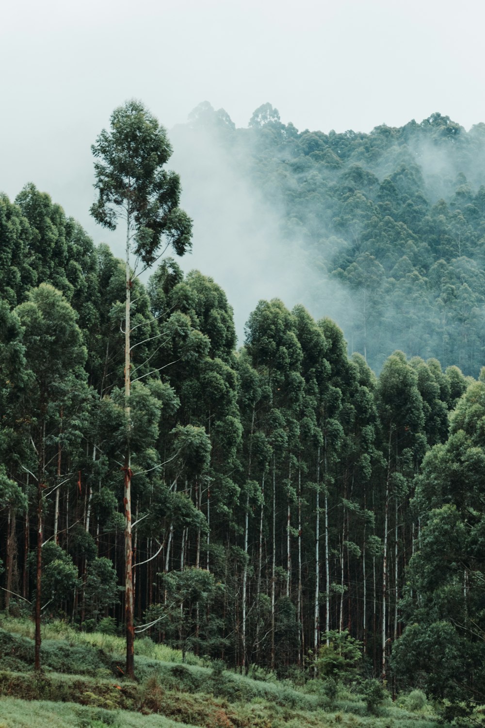 green trees during daytime