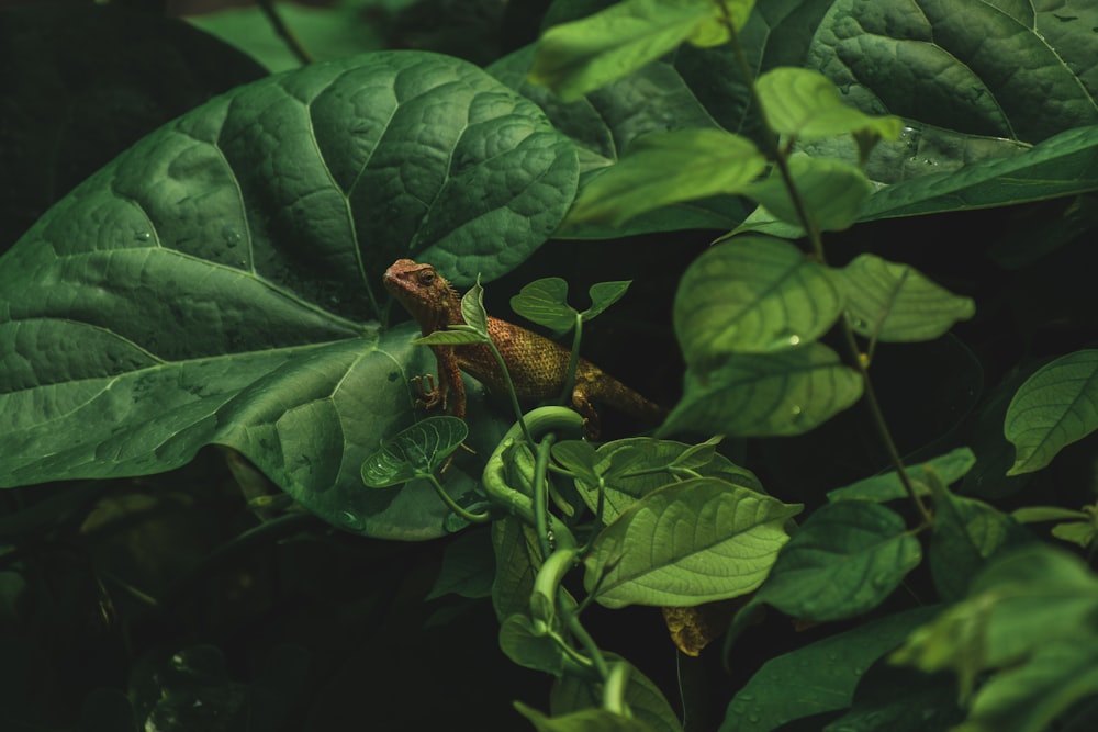 a lizard is sitting on a leafy plant