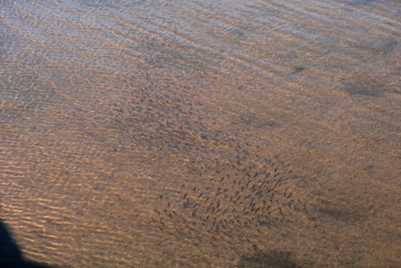 A school of small fish is swimming in shallow, clear water. The sunlight creates ripples and highlights on the sandy bottom, making the water look bright and transparent.