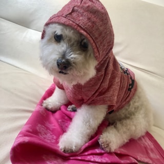 A fluffy white dog wearing a red hoodie sits on a bright pink blanket placed on a white couch. The dog’s hoodie covers its head, and its expression is calm and relaxed.