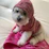A cheerful small dog wearing a handmade colorful hoodie sitting on a cozy sofa.