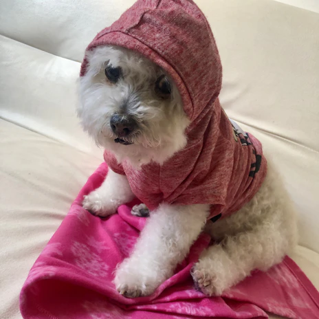 A small dog dressed in a soft, hand-stitched hoodie, sitting on a colorful blanket indoors.