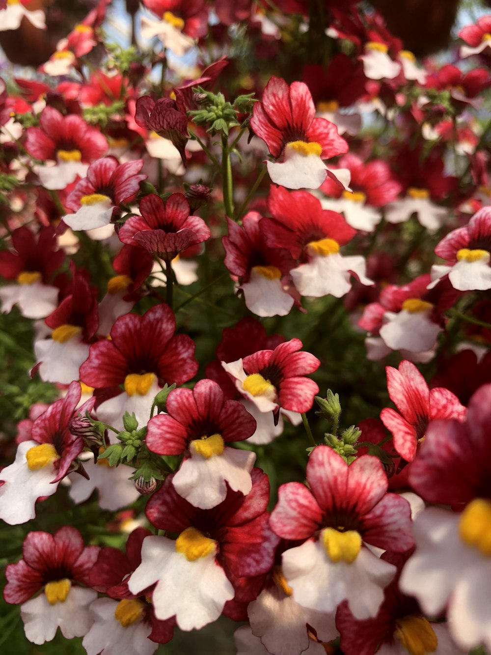 closeup photo of red flowers