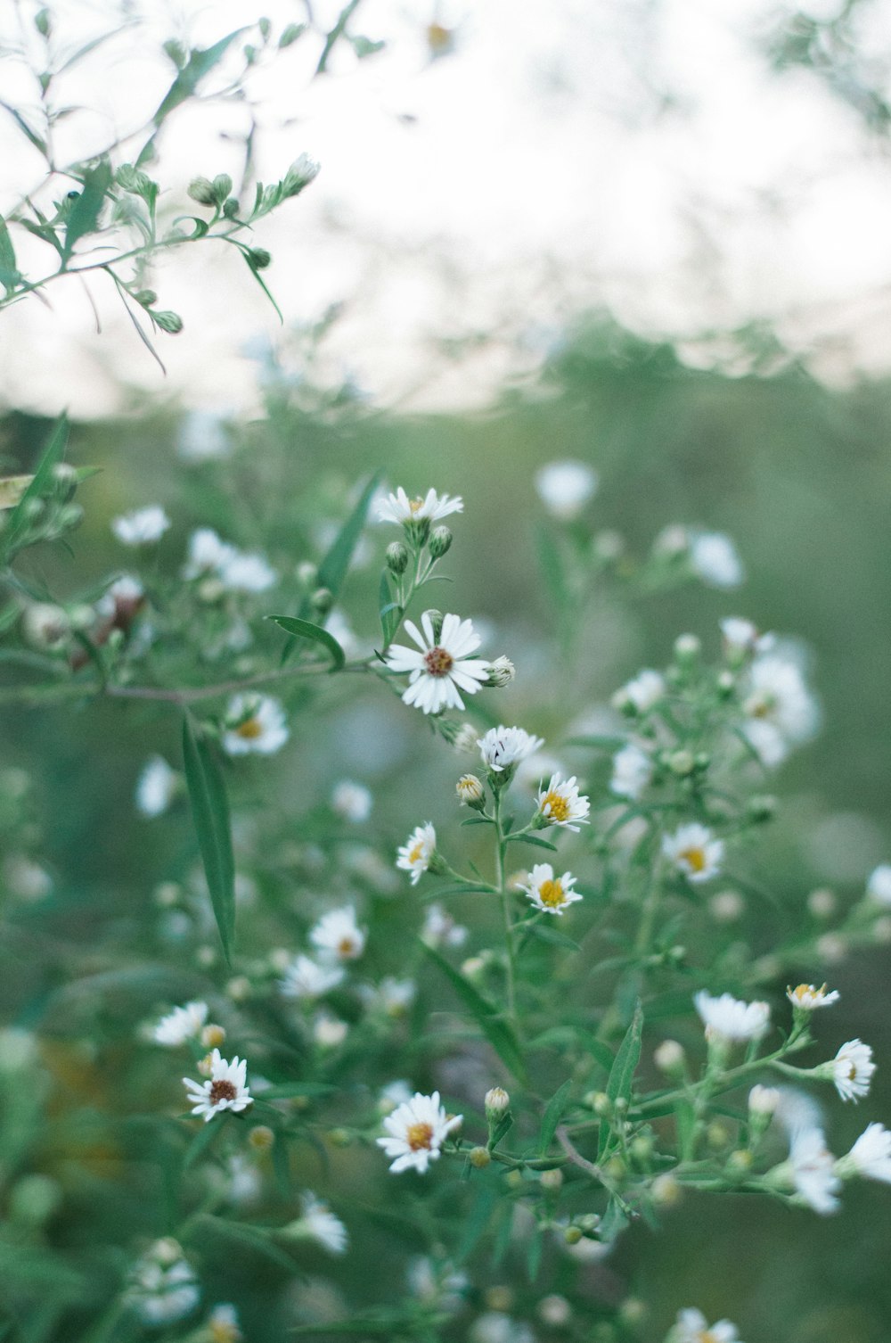 selective focus photography of daisy flower