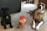 Two dogs sit on a carpeted floor next to a large container of dog treats. One dog is small and dark-colored, while the other is larger with a brindle coat. The container is clear with a red lid, filled with treats. The room contains various objects, including a dog toy and furniture.