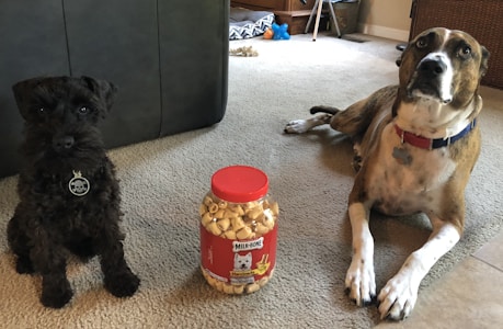 Two dogs sit on a carpeted floor next to a large container of dog treats. One dog is small and dark-colored, while the other is larger with a brindle coat. The container is clear with a red lid, filled with treats. The room contains various objects, including a dog toy and furniture.