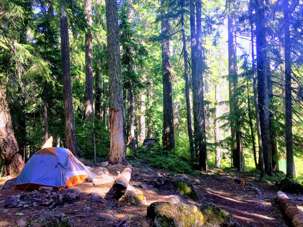 blue tent in forest