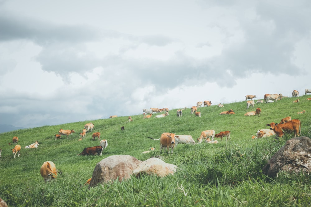 brown cattle on green grass