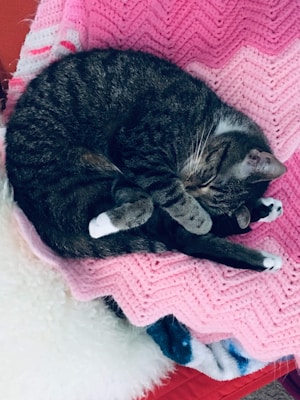 A tabby cat peacefully sleeps curled up on a pink knitted blanket. The cat is nestled cozily, with its paws tucked against its body. The blanket beneath the cat has a zigzag pattern and appears soft and inviting. A white and furry texture is partially visible at the bottom, adding to the sense of comfort.