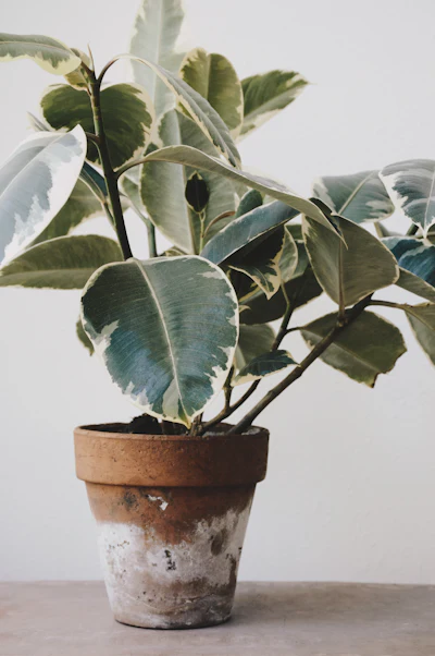 Planta suculenta