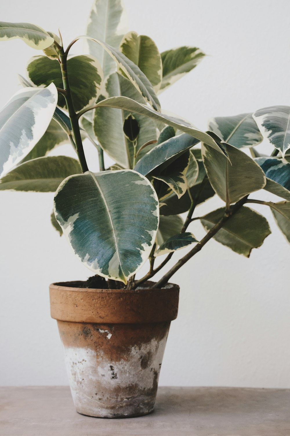 green dumbcane plants on brown clay pot