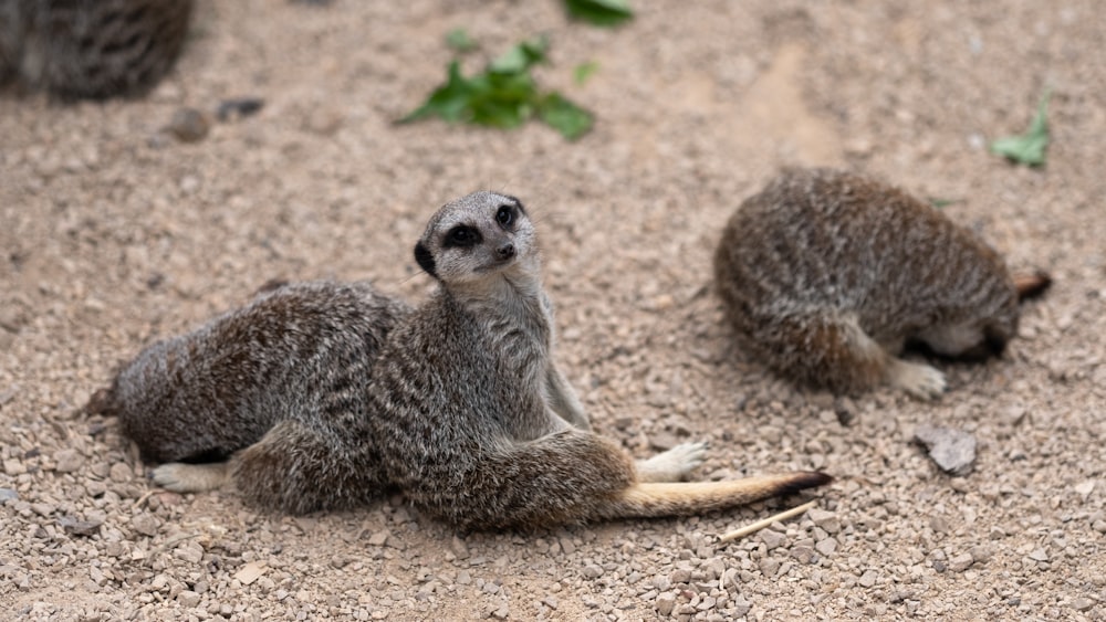 three gray raccoons