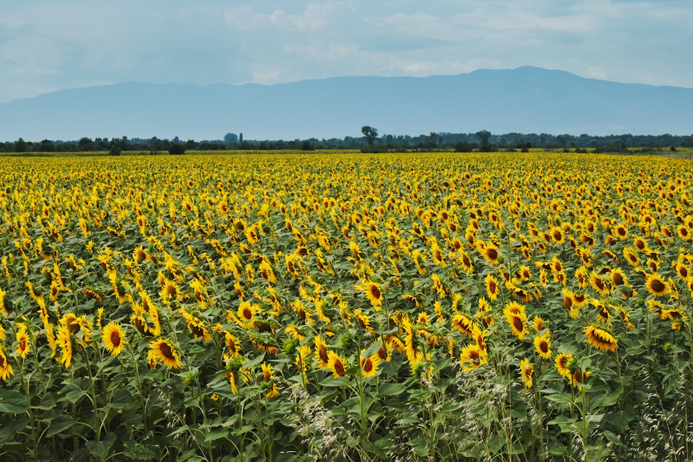 bed of sunflowers