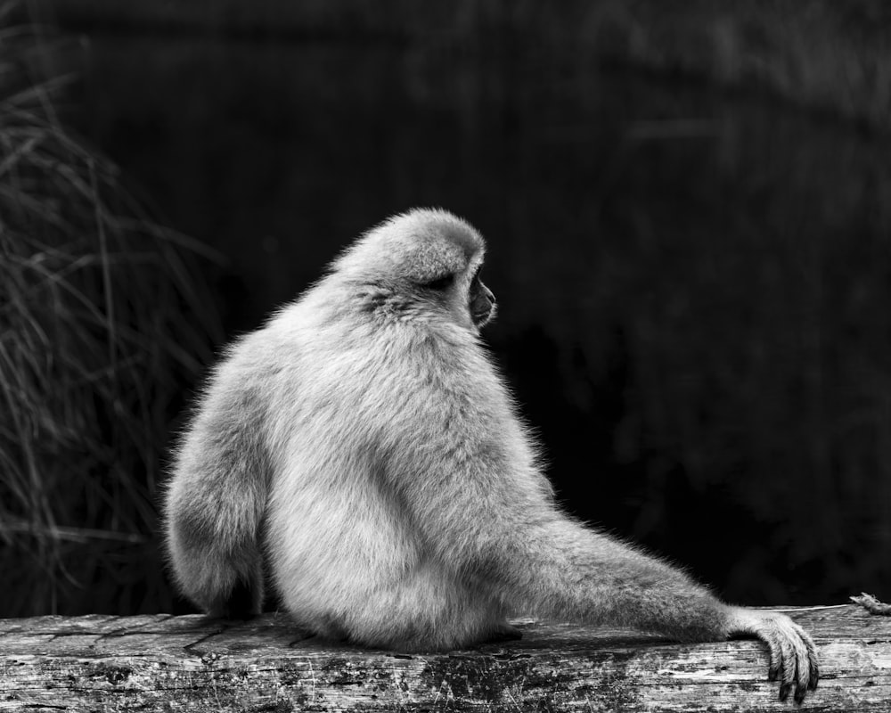 primate on wood