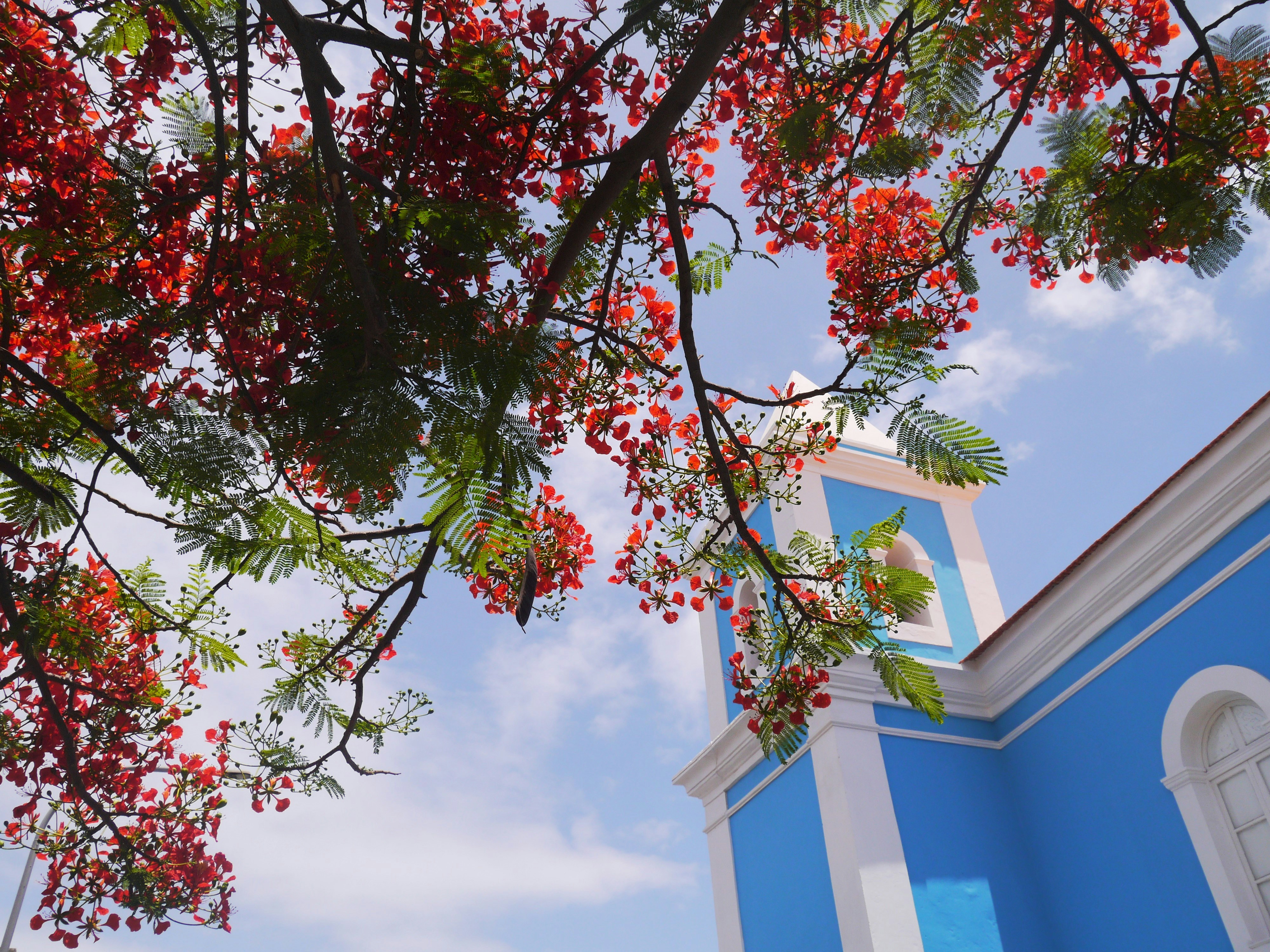 white and blue concrete building besides red and green tree cabo verde teams background