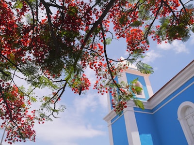white and blue concrete building besides red and green tree cabo verde google meet background