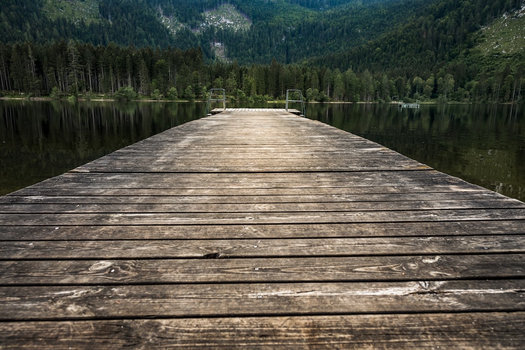 brown wooden dock near forest