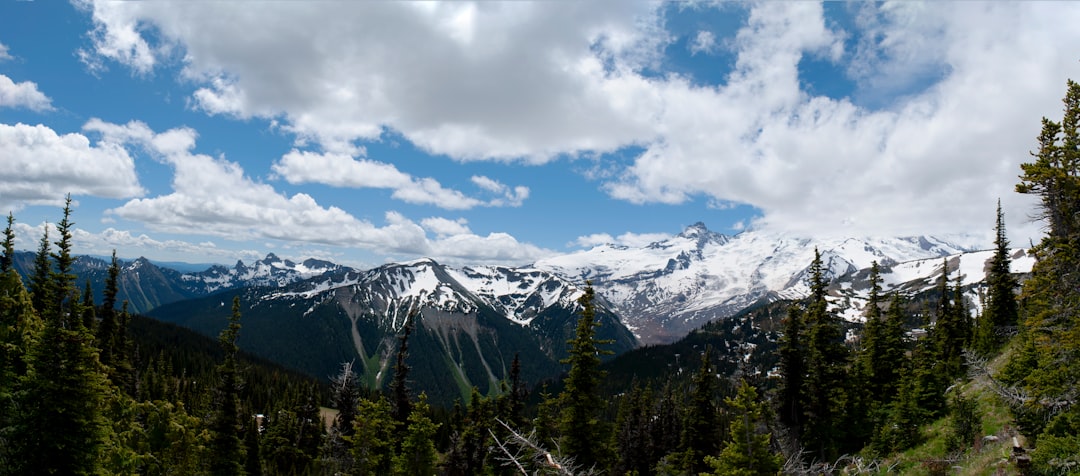 field of trees near snow-covered mountain