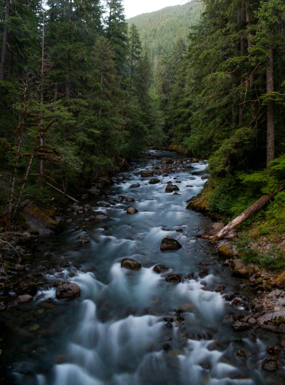 body of water between trees