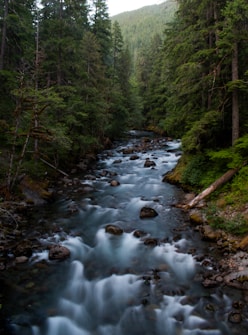 A serene forest landscape featuring a flowing river lined with rocks and surrounded by tall, dense evergreen trees. The water appears smooth, likely due to a long exposure shot, creating a peaceful and tranquil atmosphere.