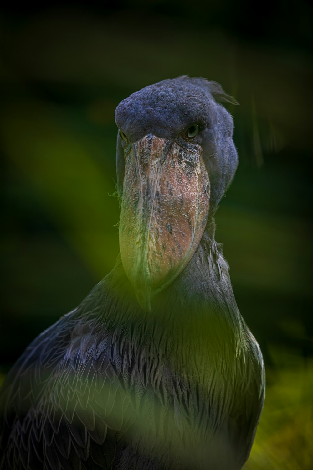 black and brown bird