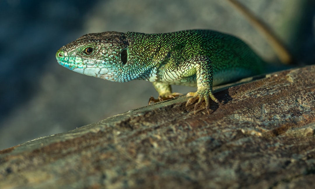 gray lizard