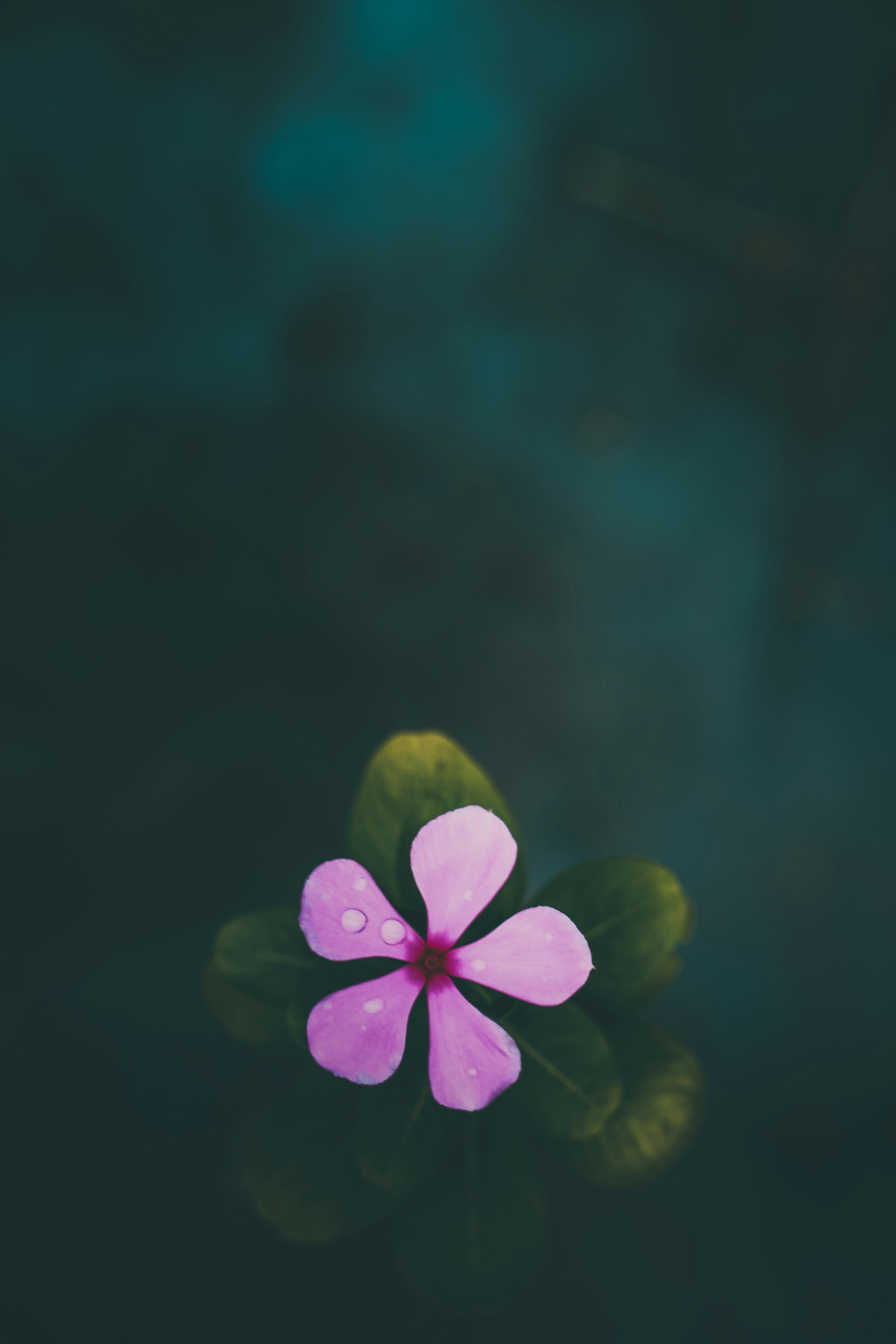 Photo by hasshasib