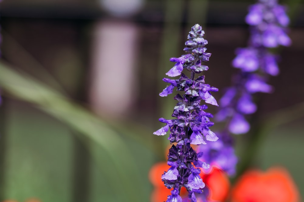 shallow focus photo of blue flower