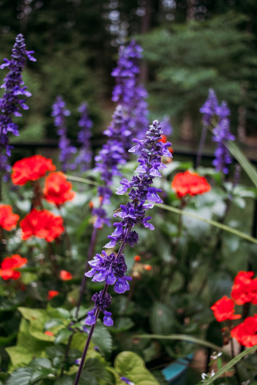 selective focus photography of purple flower