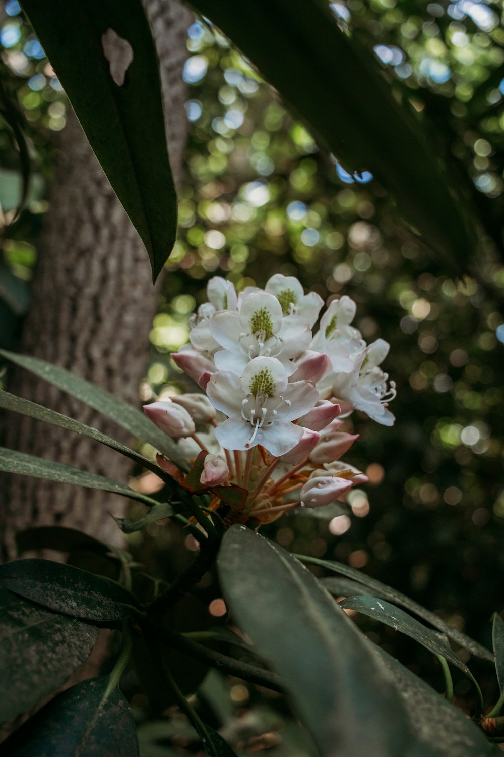 white and pink petaled flower