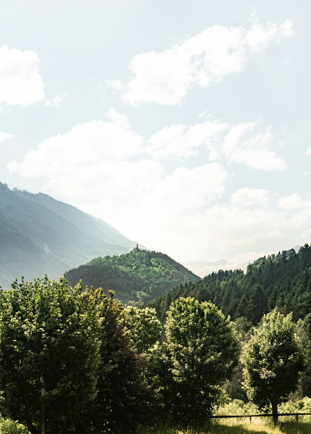 green leafed trees