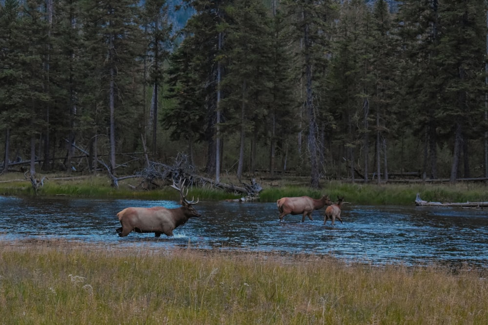 moose on body of water near trees