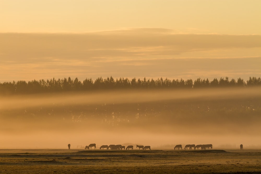 silhouette of animal photography