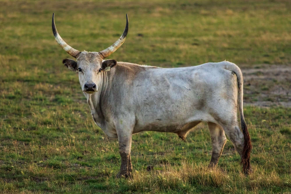 white and brown cattle