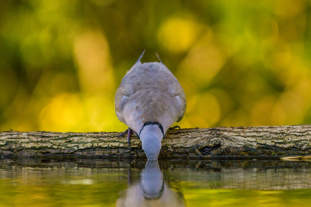 bird drinking water