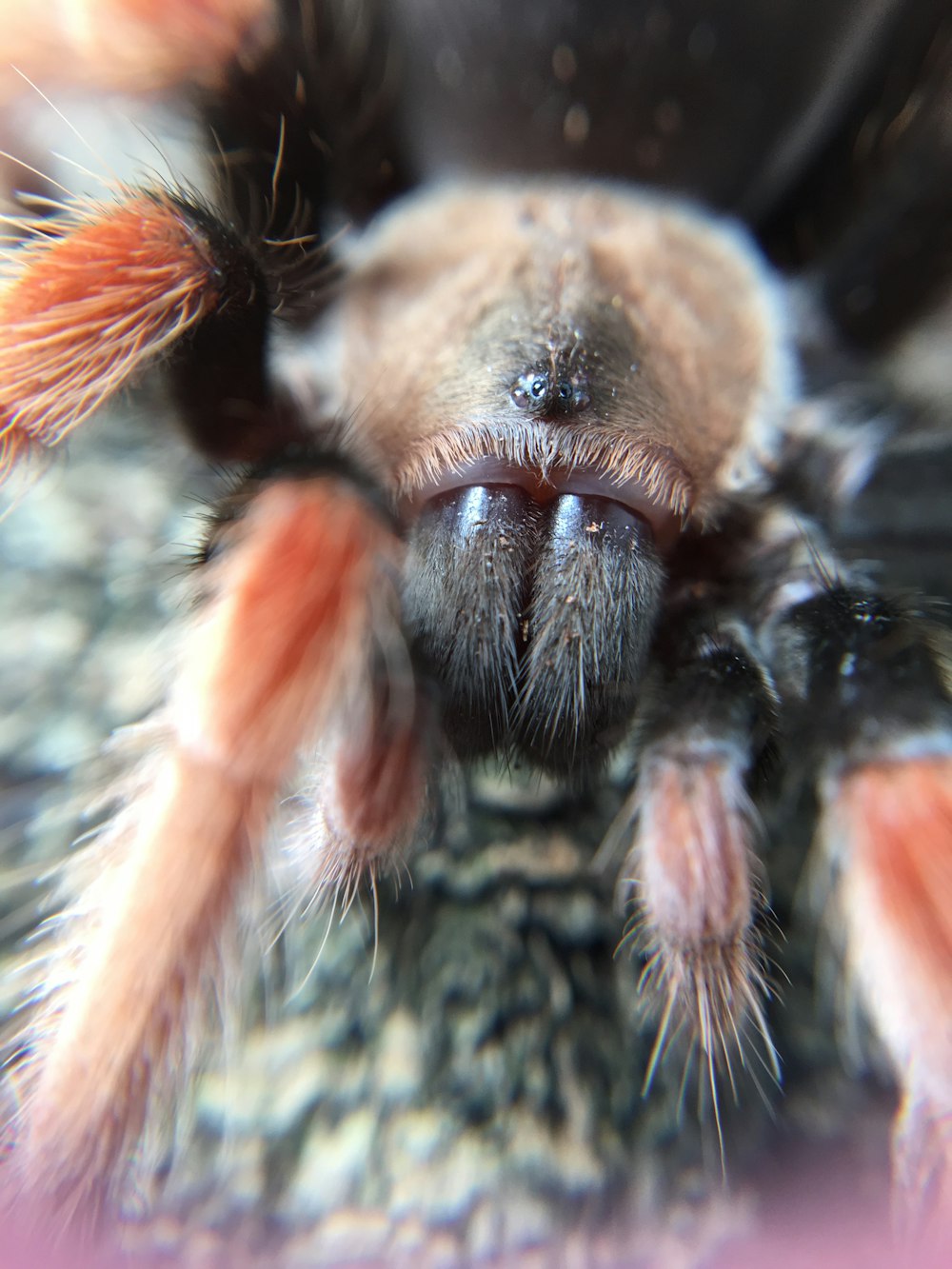 Macrofotografia di tarantola marrone e nera