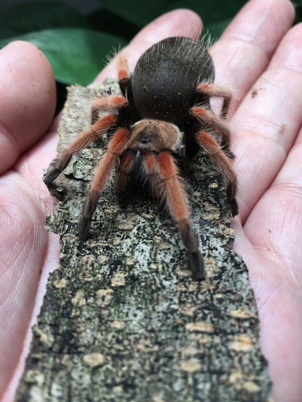 black and red tarantula on palm