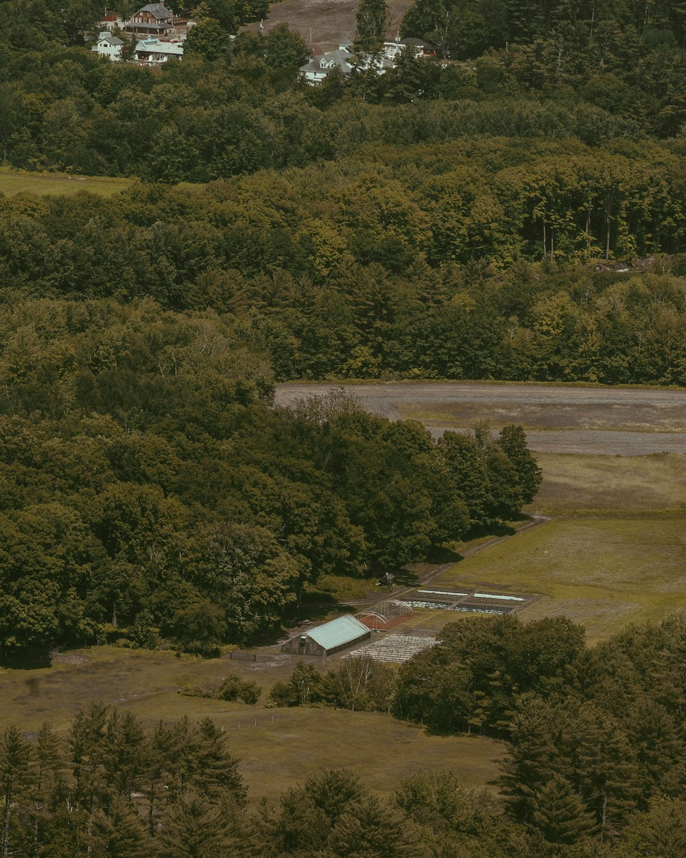 field of green trees