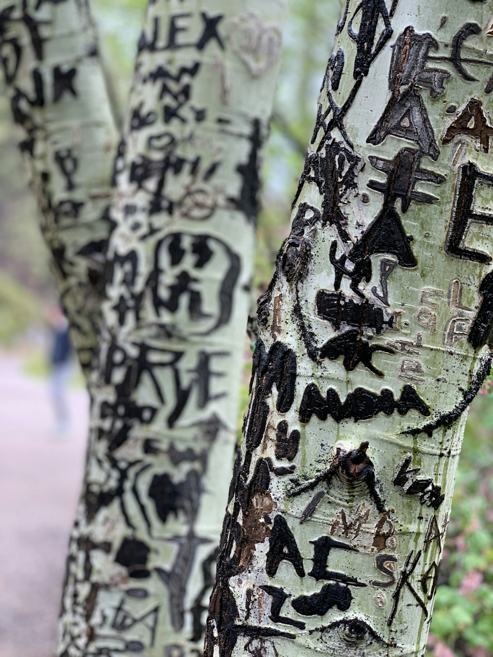 green-leafed tree