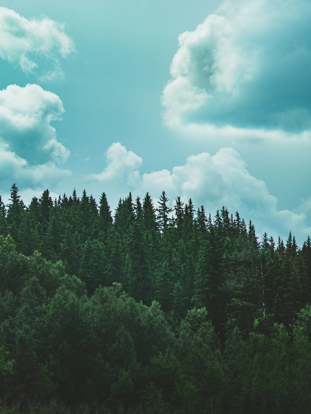 green trees under cloudy sky during daytime