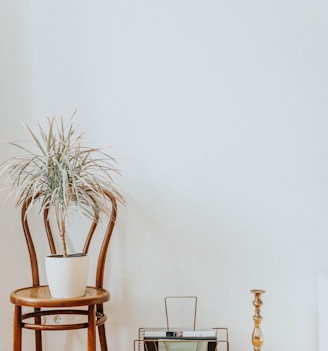 green plants on brown wooden chair