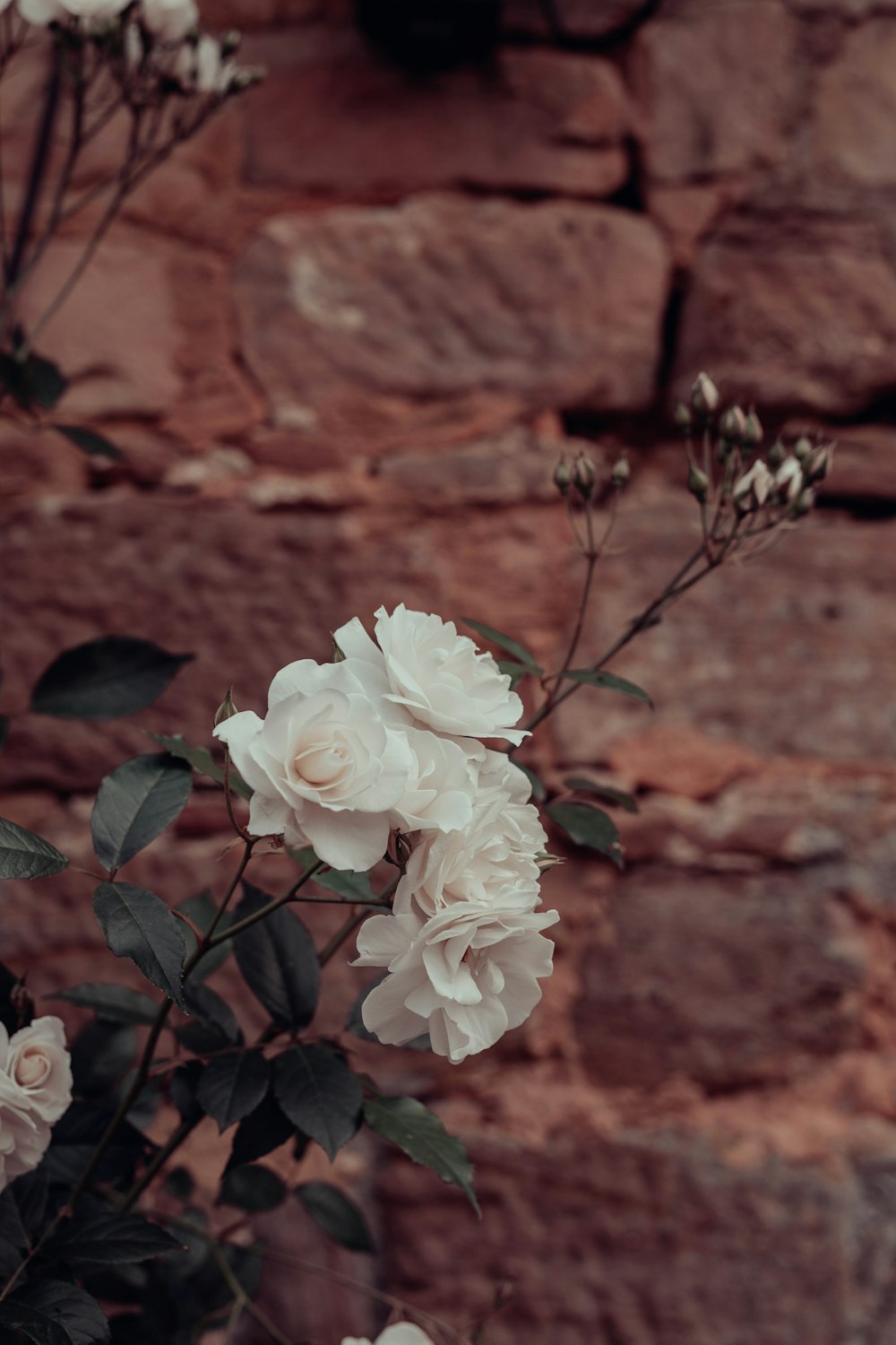 white flowers with green leaves across brown stone wall